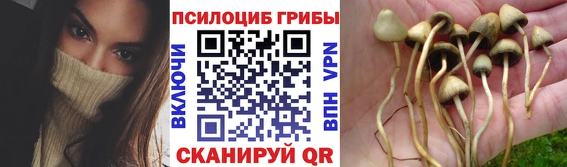 цены наркотик  Новошахтинск  Галлюциногенные грибы MAGIC MUSHROOMS 