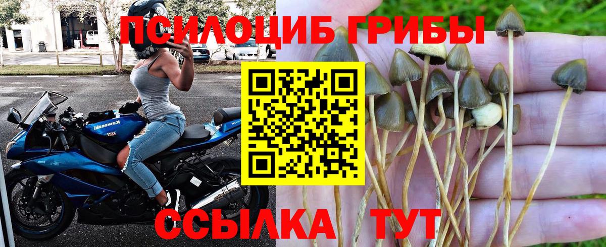 Псилоцибиновые грибы Cubensis Новошахтинск